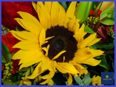 Florists Choice Hand tied