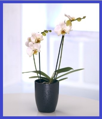 White Orchid Plant